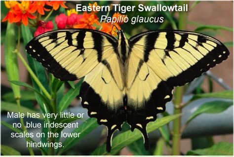 Eastern Tiger Swallowtail – Butterfly Lady