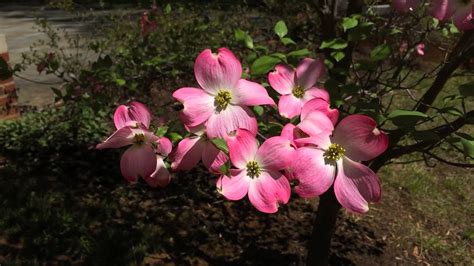 Dogwoods In Bloom Youtube