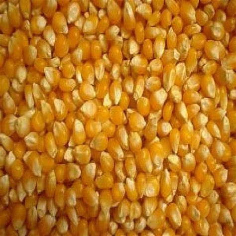 Top Selling Non Gmo Yellow Maize Corn Yellow Corn White Corn Air