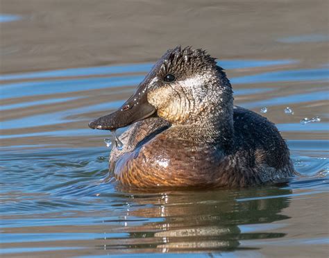 Ruddy Duck Hen Jerry Herman Flickr