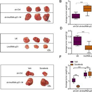 Lincrna P Regulates Er Stress Related Apoptosis A Representative