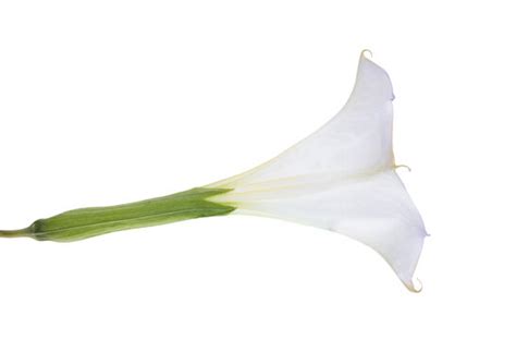 "Datura Flower" Images – Browse 223 Stock Photos, Vectors, and Video ...