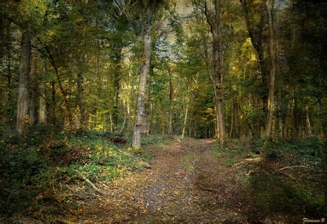 La forêt magique Au plus profond de la Forêt Magique se t Flickr