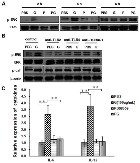 β glu6 G modulates ERK 1 2 phosphorylation and cytokine mRNA