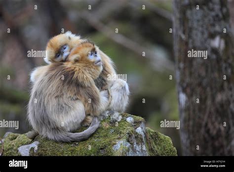 Golden Snub Nosed Monkey Rhinopithecus Roxellana Females Huddled Up