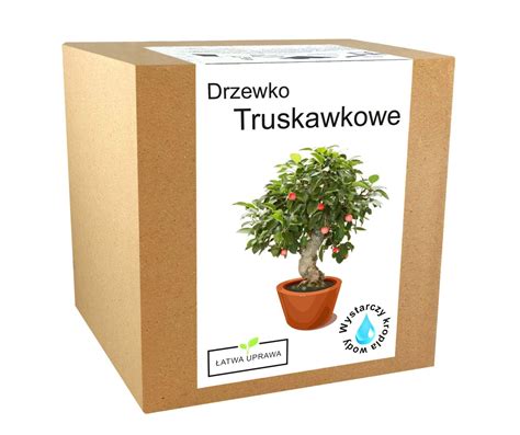 Zestaw Do Uprawy Bonsai Drzewko Truskawkowe Owoce Inna Marka Sklep