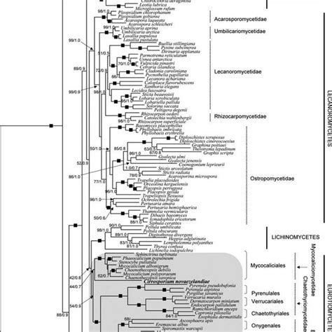 Phylogram Inferred From Maximum Likelihood Analysis Using A Gtrcat