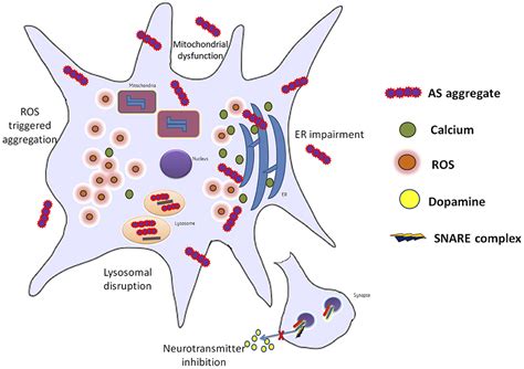 Frontiers Alpha Synuclein Aggregation In Parkinsons Disease