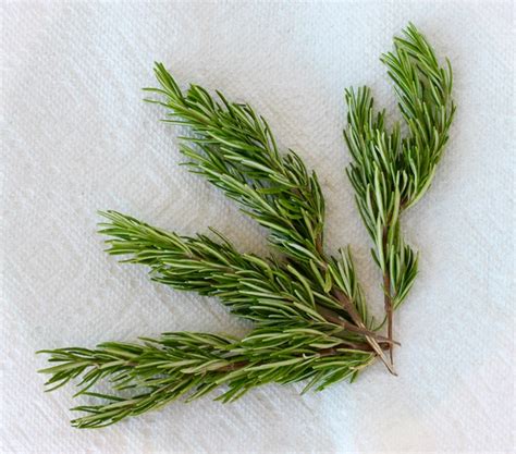 Drying Fresh Rosemary In 90 Seconds The Frugal Girls