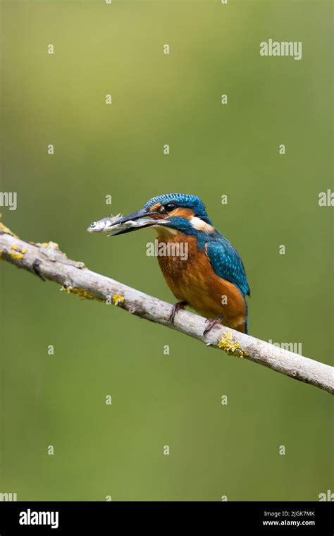 Common Kingfisher Alcedo Atthis Juvenile Male Perched On Branch With