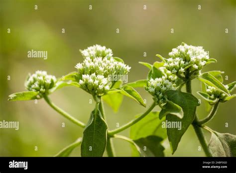 Common Milkweed Flowers is Blooming Stock Photo - Alamy