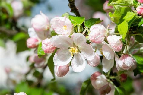 Premium Photo | Closeup of apple blossom on apple tree