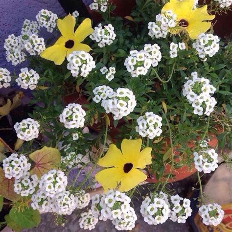 Panalillo Con Florecitas De Ojito De Canario Plantas Medicinales