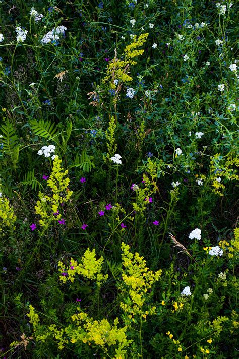 Wild Flowers Meadow Free Photo On Pixabay Pixabay