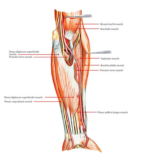 Deep Extensor Muscles Of Forearm Discounts Purchase | www.pinnaxis.com