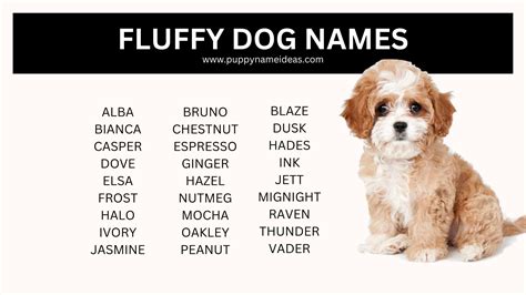 200+ Fluffy Dog Names - Puppy Name Ideas