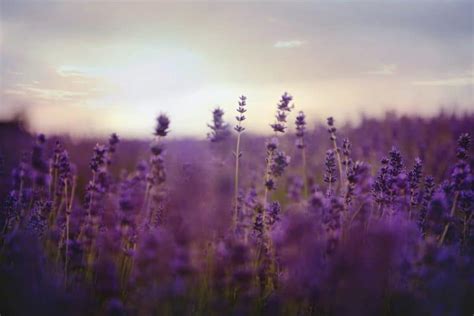 5 Best Lavender Perfumes and Everything You Need to Know About It ...