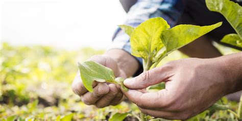 Qu Es La Agricultura Ecol Gica Blog Lamastore