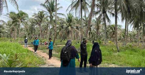 Belasan Hektar Kebun Kelapa Milik Warga Di Kecamatan Ungar Diserang Hama