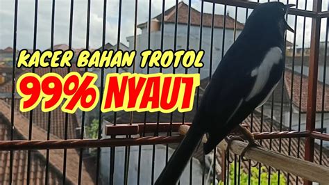 Terapi Malam Suara Kacer Ngeplong Ampuh Buat Pancingan Kacer Bahan Dan