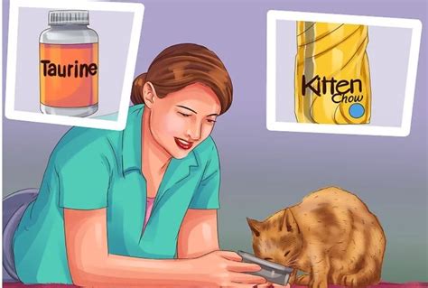 How To Care For Munchkin Kitten : A Quick Guide