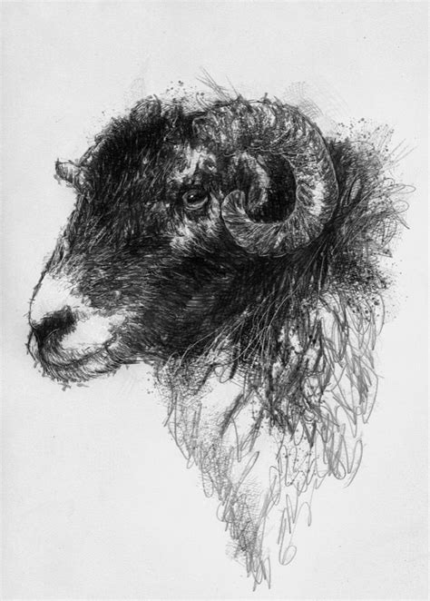 Sheep Seanbriggs Sheep Art Animal Paintings Sheep Paintings