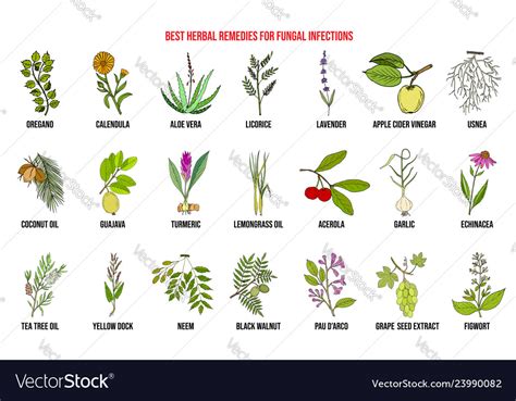 Best herbal remedies for fungal infections Vector Image