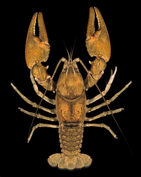 Species New to Science: [Crustacea • 2023] Cambarus lapidosus & C