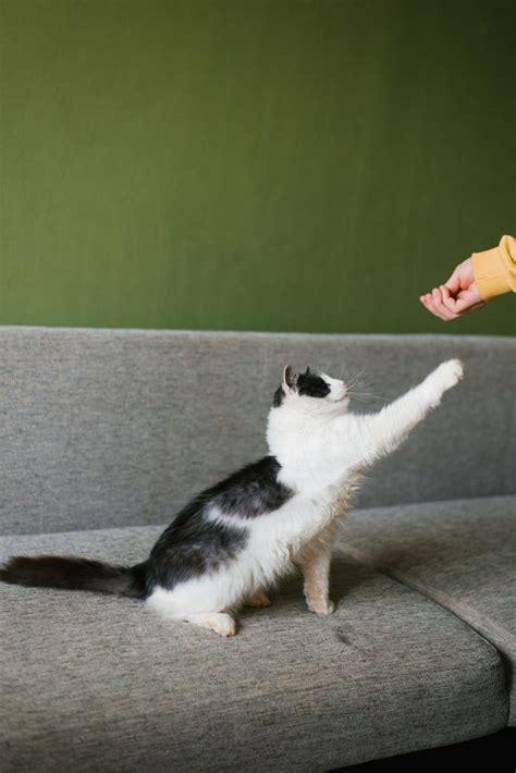CAT 12 — Postimages