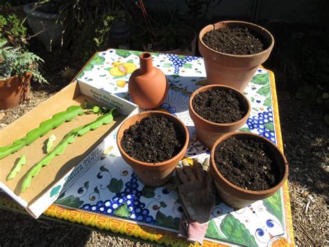 Propagating Dragon Fruit From Cuttings Gardenerd