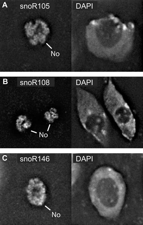 Nucleolar Localization Of U Snornas In Situ Hybridizations With