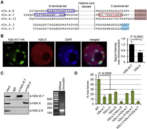 Compartmentalization Of Dna Damage Response Between Heterochromatin And