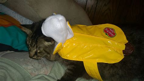 I put my Cat in a Banana Costume (10 Pics of my Cat in Banana Costume ...