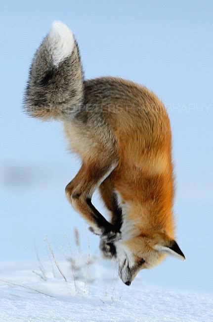 Red Fox Diet - Hunting Strategies & Behaviour | Wildlife Online