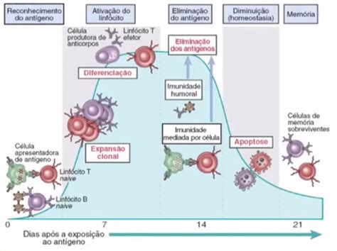 Propriedades Das Respostas Imunes