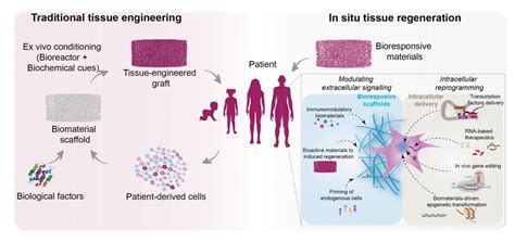 Regenerating The Body From Within Using Bioma EurekAlert