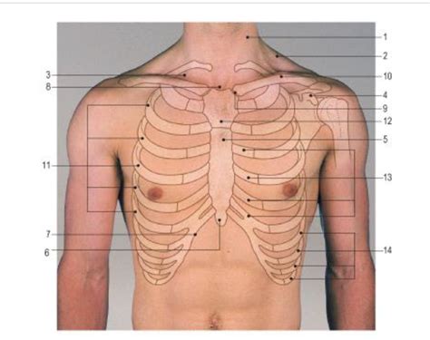 Where Is The Chest Area At Patricia Logan Blog