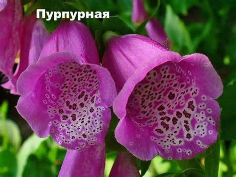 Наперстнянка: выращивание, уход, размножение, фото сортов