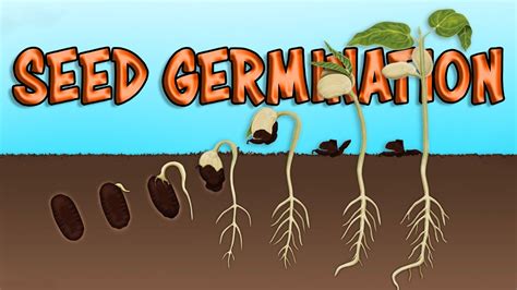 What Is Seed Germination How Seeds Germinate Process Steps Necessity And Its Major Factors