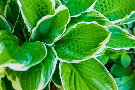 Hostas Hosta The Complete Guide Gardening Champion