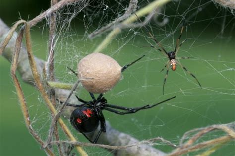 Spider Eggs In The House What You Need To Know