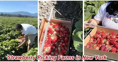 13 Best Strawberry Picking Farms In New York Pyo 2025