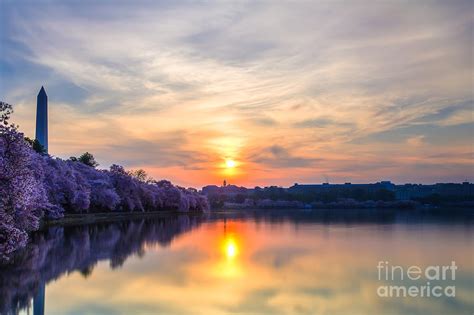 Cherry Blossom Sunrise Photograph by Ben Spires - Fine Art America