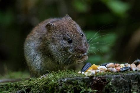 Les Campagnols Ou Rat Taupier