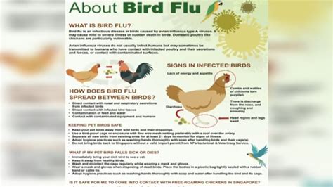 H5n1 Bird Fluwhat Is Bird Flu Sign In Infected Birdshow Does Bird