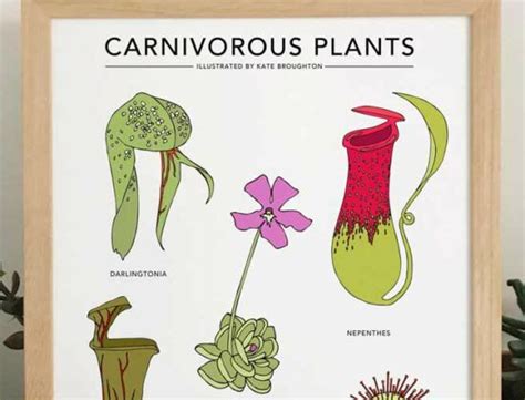 Nome Das Plantas Carnivoras - Plantas Carnívoras: Espécies, Cuidados e Dicas