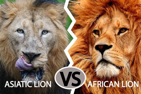 Asiatic Lion Vs African Lion What Are The Key Differences