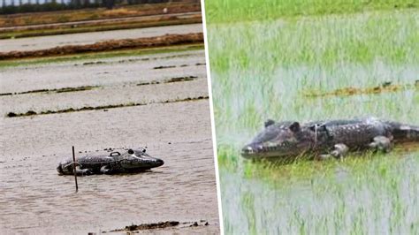 Aparecen Cocodrilos En La Albufera De Valencia Y Se Resuelve El