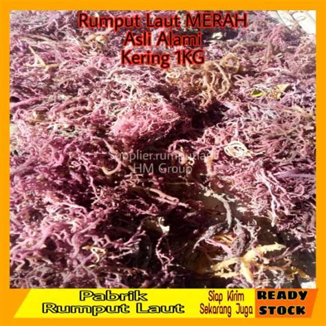 1kg Rumput Laut Merah, Rumput Laut Untuk Parfum Walet, Eucheuma SPinosum SP, Cottoni, Skripsi ...