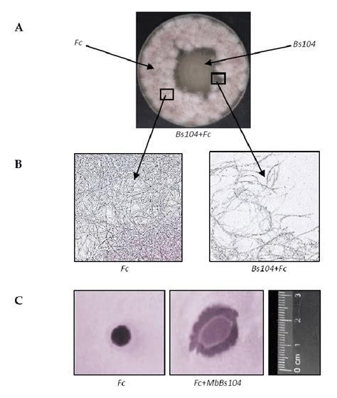 In Vitro Antagonistic Activity Of B Subtilis 10 4 Bs104 Against